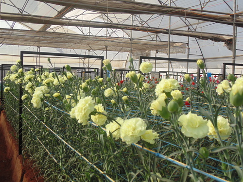 Greenhouse Project 48